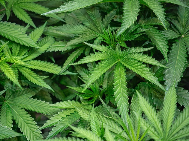 cannabis-aktien deutschland kaufen